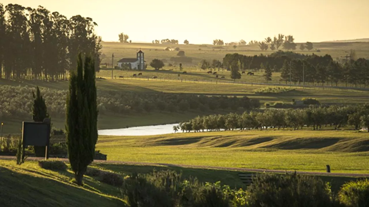 Olivoturismo en Uruguay: para los amantes del aceite de oliva, el buen comer y los paisajes naturales 